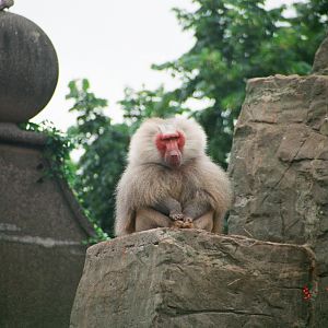 Diergaarde Blijdorp 1994 - Male Baboon