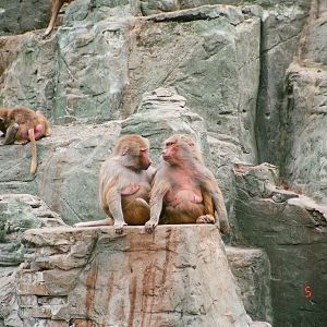 Diergaarde Blijdorp 1994 - Baboons