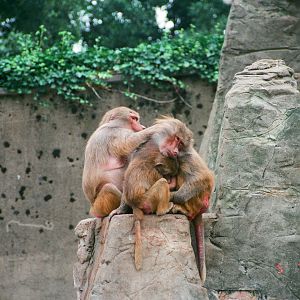 Diergaarde Blijdorp 1994 - Baboons