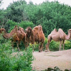 Diergaarde Blijdorp 1994 - Bactrian Camels