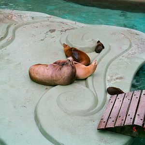Diergaarde Blijdorp 1994 - Sea Lions in the old exhibit