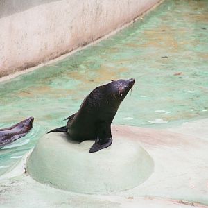 Diergaarde Blijdorp 1994 - Fur Seal?