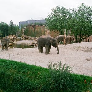 Diergaarde Blijdorp 1994 - The elephant exhibit was brand new at the time