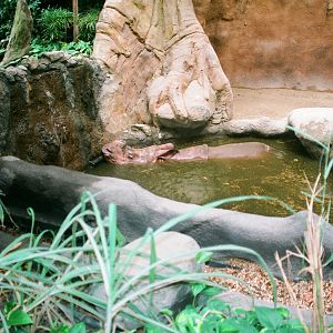 Diergaarde Blijdorp 1994 - Indian Rhinoceros in the new indoor exhibit