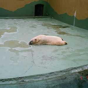 Diergaarde Blijdorp 1994 - Polar Bears in the old exhibit