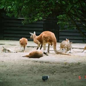 Diergaarde Blijdorp 1994 - Kangaroo enclosure