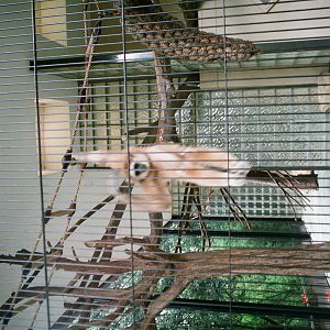 Diergaarde Blijdorp 1994 - Gibbon enclosure