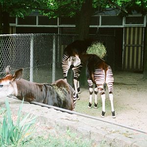 Diergaarde Blijdorp 1994 - Okapi family