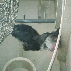 Diergaarde Blijdorp 1994 - The old indoor gorilla exhibit