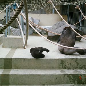 Diergaarde Blijdorp 1994 - The old indoor gorilla exhibit