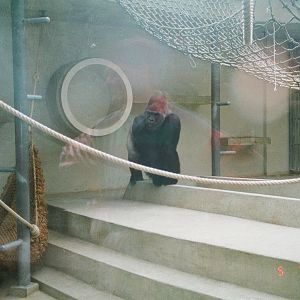 Diergaarde Blijdorp 1994 - The old indoor gorilla exhibit