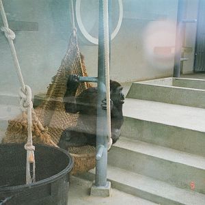 Diergaarde Blijdorp 1994 - The old indoor gorilla exhibit