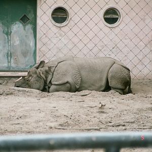 Diergaarde Blijdorp 1994 - Indian Rhinoceros in the old outdoor exhibit