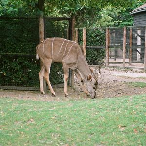 Diergaarde Blijdorp 1994 - Greater Kudu