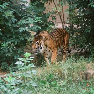 Diergaarde Blijdorp 1994 - Sumatran Tiger