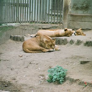Diergaarde Blijdorp 1994 - Lionesses resting