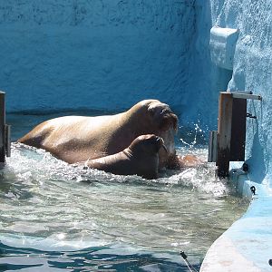 Dolfinarium Harderwijk 2004 - Walrus and pup in the old exhibit