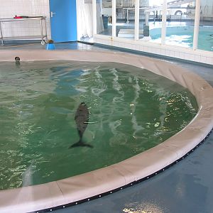 Dolfinarium Harderwijk 2004 - Harbour Porpoise in an indoor rehab pool