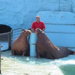 Dolfinarium Harderwijk 2004 - Walrus show in the old exhibit