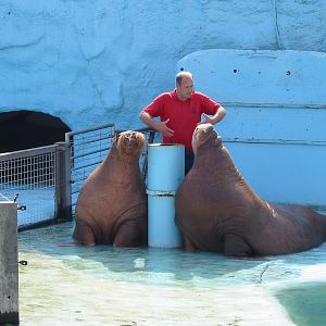 Dolfinarium Harderwijk 2004 - Walrus show in the old exhibit