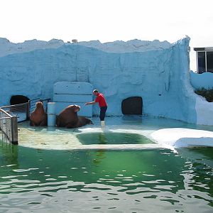 Dolfinarium Harderwijk 2004 - Walrus show in the old exhibit