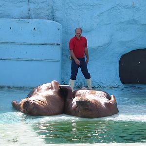 Dolfinarium Harderwijk 2004 - Walrus show in the old exhibit