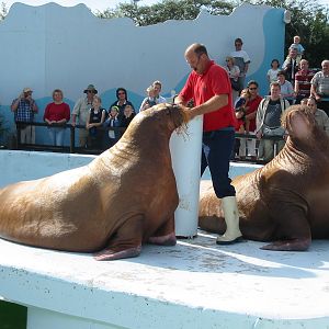 Dolfinarium Harderwijk 2004 - Walrus show in the old exhibit