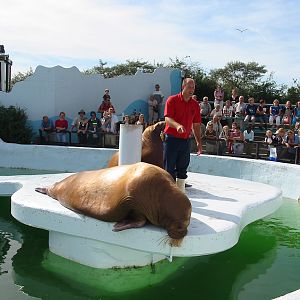 Dolfinarium Harderwijk 2004 - Walrus show in the old exhibit