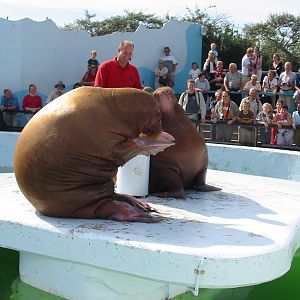 Dolfinarium Harderwijk 2004 - Walrus show in the old exhibit