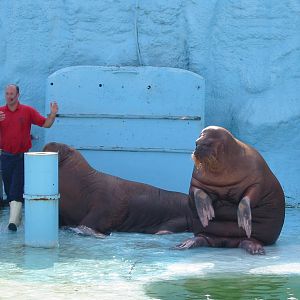 Dolfinarium Harderwijk 2004 - Walrus show in the old exhibit