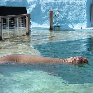 Dolfinarium Harderwijk 2004 - Walrus off-show