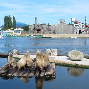 Dolfinarium Harderwijk 2004 - California Sea Lions