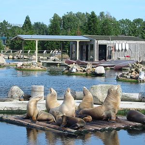 Dolfinarium Harderwijk 2004 - California Sea Lions
