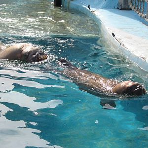 Dolfinarium Harderwijk 2004 - Walrus pub swimming with its mom
