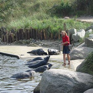 Dolfinarium Harderwijk 2004 - Seal feeding and presentation
