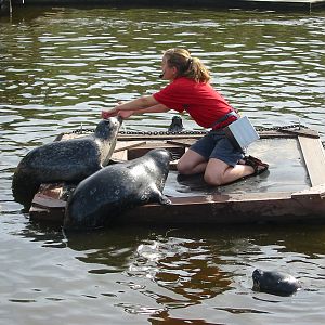 Dolfinarium Harderwijk 2004 - Seal feeding and presentation