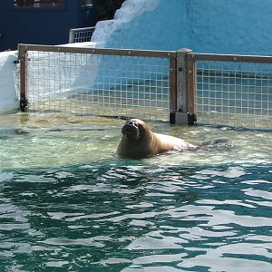 Dolfinarium Harderwijk 2004 - Young walrus pup