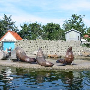 Dolfinarium Harderwijk 2004 - Steller Sea Lions