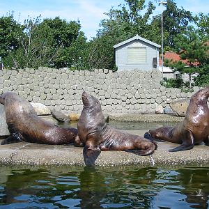 Dolfinarium Harderwijk 2004 - Steller Sea Lions