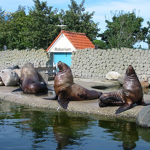 Dolfinarium Harderwijk 2004 - Steller Sea Lions