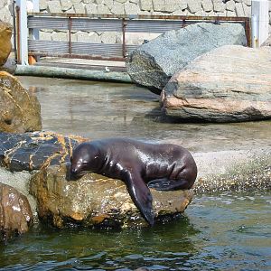 Dolfinarium Harderwijk 2004 - Steller Sea Lion pup