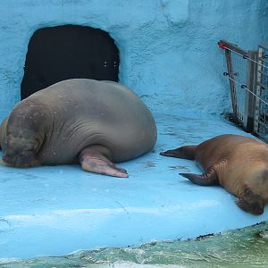 Dolfinarium Harderwijk 2004 - Walrus with an older pup
