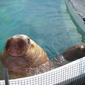 Dolfinarium Harderwijk 2004 - I will always remember this sight
