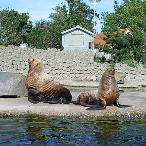Dolfinarium Harderwijk 2004 - Massive Steller Sea Lions