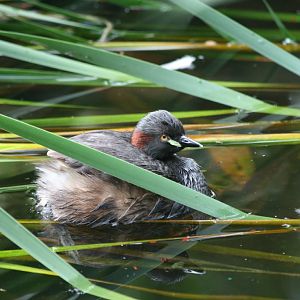 Australasian Grebe