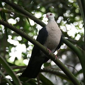 Banded Imperial Pigeon (aka White-headed Pigeon)