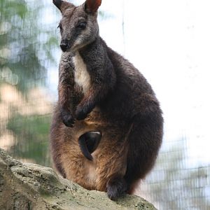 Brush-tailed Rock Wallaby with joey in pouch