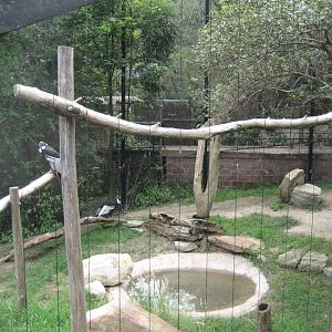 Condor aviary