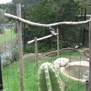 Condor Aviary