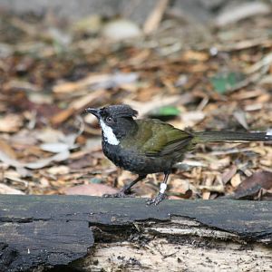 Eastern Whipbird